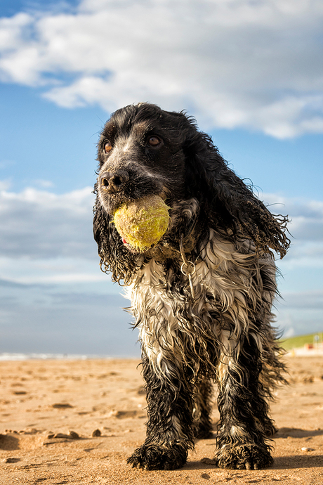 Beachball