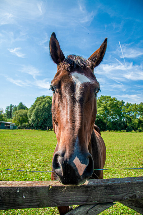 Why the long face?