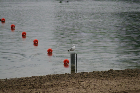 Vogel op paal