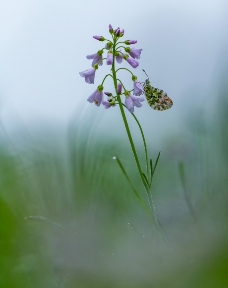 smorgensvroeg deze foto gemaakt, kan er eerlijk gezegd geen genoeg van krijgen om deze vlindertjes te fotograferen..