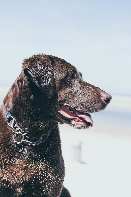 Nikki op het strand