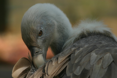 Dierentuin Amersfoort - Roofvogel