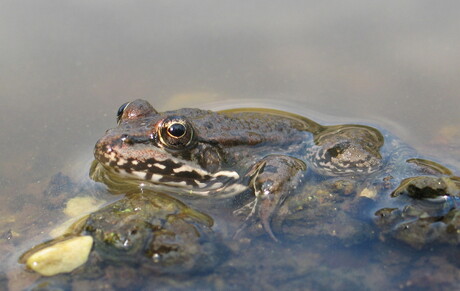 Rana Temporaria