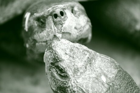 Turtle close up