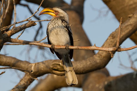 Yellowbilled Hornbill Botswana