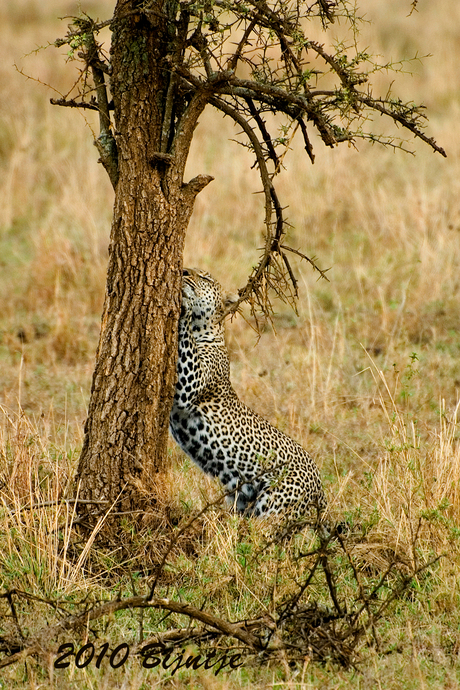Luipaard op de Serengeti