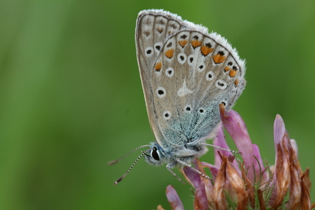 icarus blauwtje