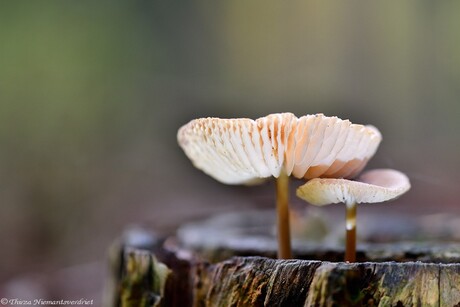 Autumn Cups