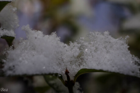 Hopelijk de laatste sneeuw