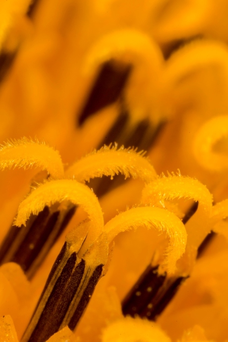 Close sunflower