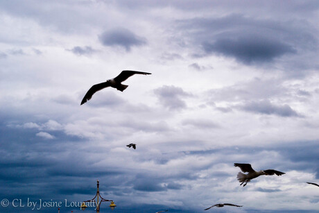 Captured Life at Scheveningen