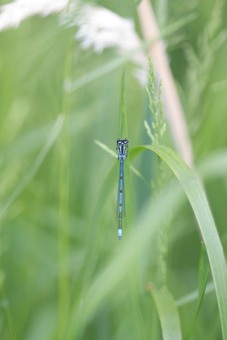 Blue-tailed damselfly