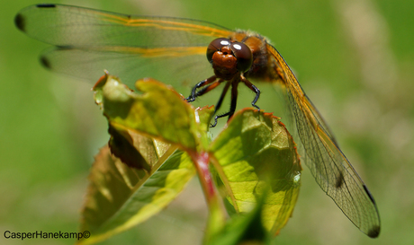 Libelle