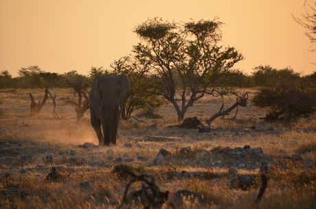 Etosha Namibie