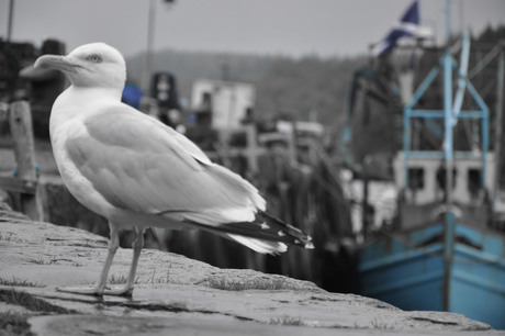 Gull