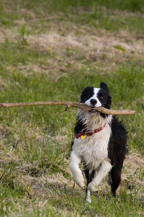 Fetch!