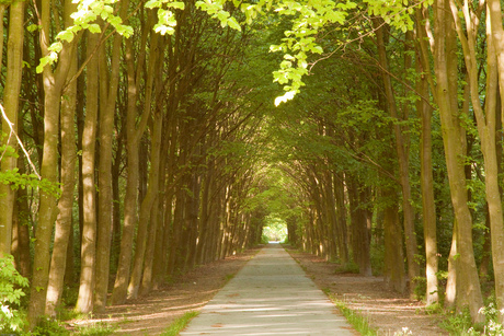 tree tunnel