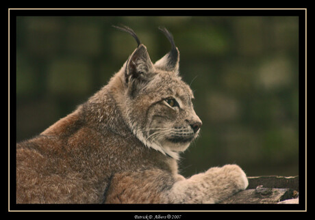 Lynx