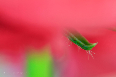 Sharp and unsharp . . . - Een Lensbaby foto!! - foto door watikziefotografie op 30-01-2016 - deze foto bevat: roze, groen, kleur, macro, bloem, soft, natuur, licht, kleurig, lensbaby, color, vaag, dof, colors