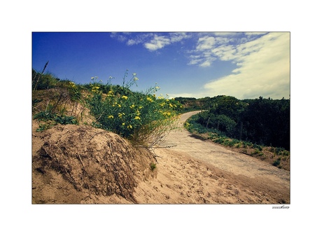 die weg in de duinen