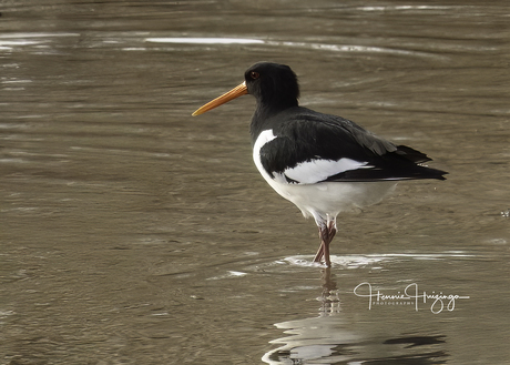 Gespot 25-02-2025