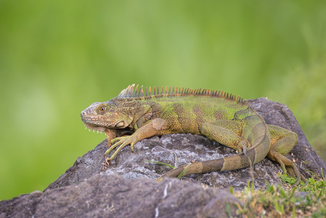 Groene leguaan