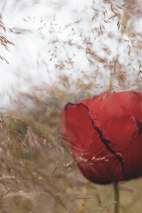 Sweet summer, papaver