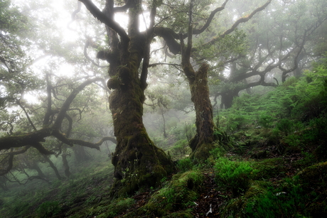 The Magic Forest