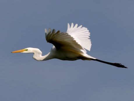 Zilverreiger in vlucht