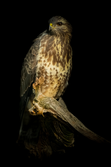 Buizerd