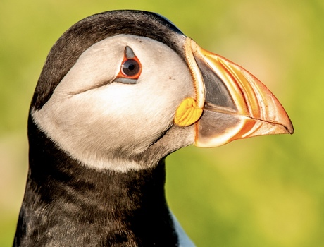 Portret van een vogel