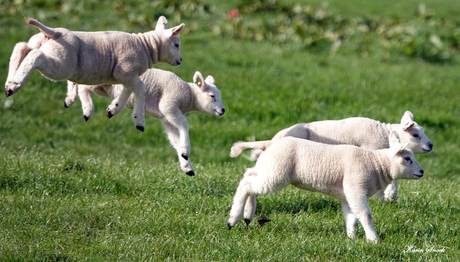 "All together now..."