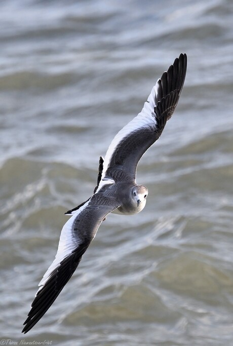 Sabine's Gull