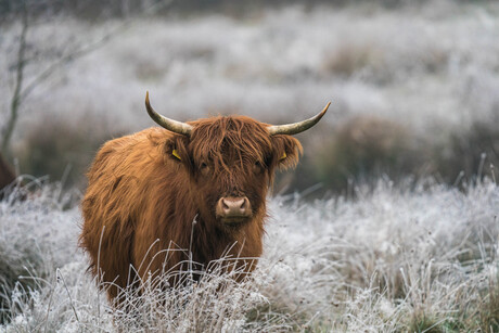 SChotse hooglander