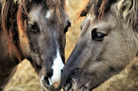 Konikpaarden  zoeken genegenheid bij elkaar