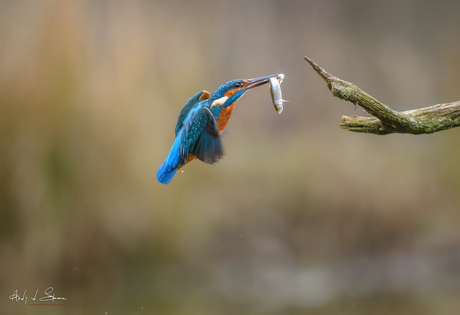 ijsvogel