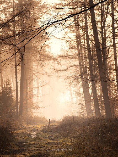 Let's go... - Heerlijk een bos in het vroege ochtendlicht. Een bistje mist hangt nog tussen de bomen na een koude nacht - foto door meneerlex op 14-03-2025 - locatie: Kleef-Reichswalde, Duitsland - deze foto bevat: bos, landschap, bospad, mist, zon, zonsopkomst, gouden uurtje, olympus corporation, e-m1markiii, olympus m.40-150mm f4.0-5.6 r, iso 800, diafragma ƒ/5, sluitertijd 1/1600s, brandpuntafstand 70mm, tak, natuurlijke omgeving, natuur, atmosferisch fenomeen, hout, natuurlijk landschap, woud, mist, wildernis, takje