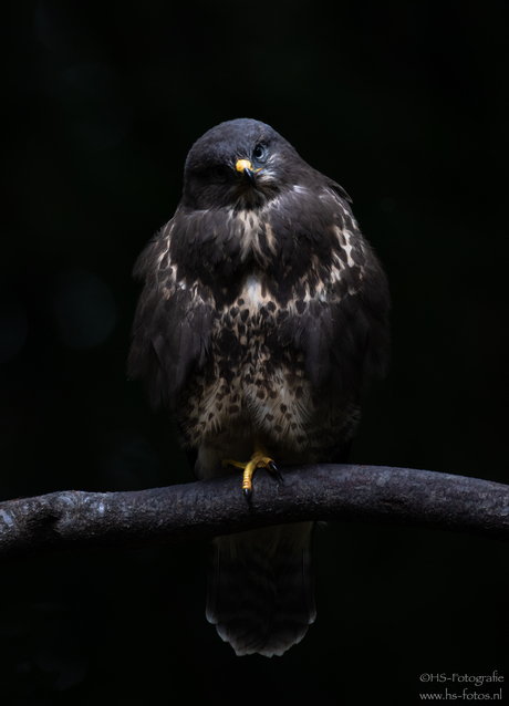 Buizerd staart