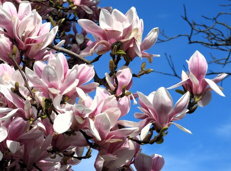 Prachtige Magnolia