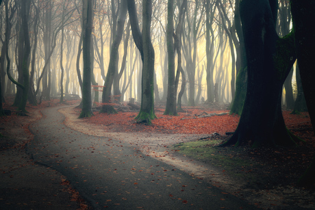 Speulderbos spooky morning