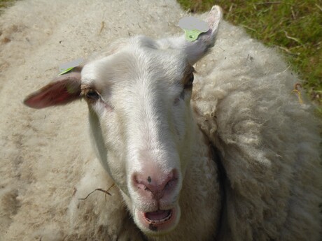 Een schaap