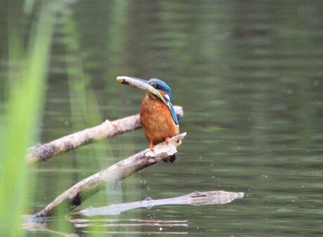 IJsvogel