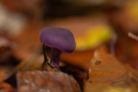 Paddenstoelen