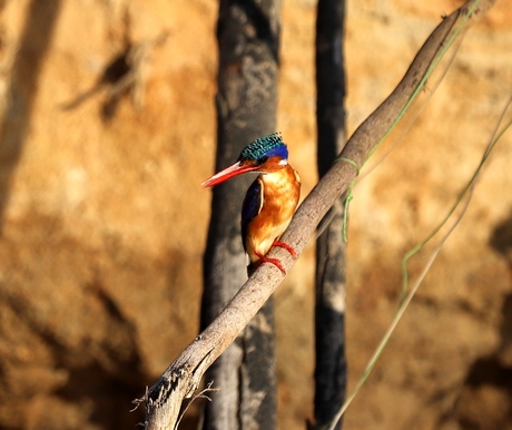 Tanzania