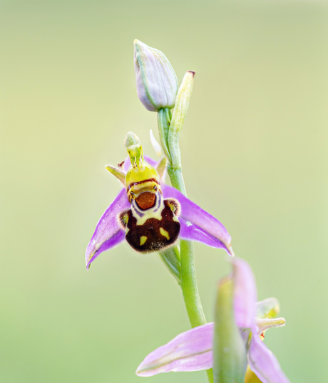 bijenorchis
