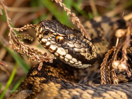 Adder
