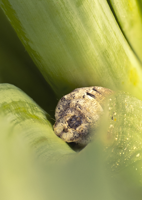 Huismoeder in wording