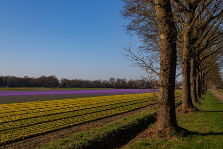 Mooi tapijt uit het Land van Cuijk
