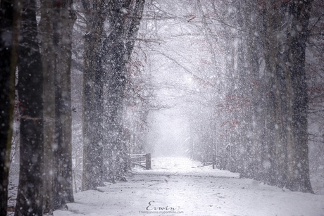 Winter wonderland Plantloon