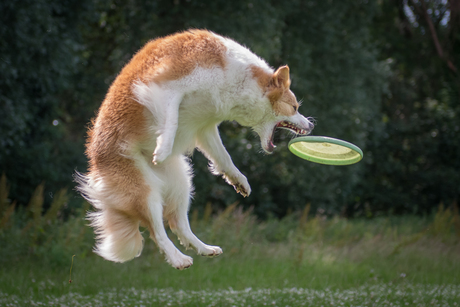 Hoge sprong om frisbee te vangen!